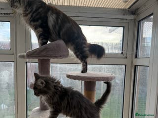 Maine Coon cats Maine Coon - Advert 17