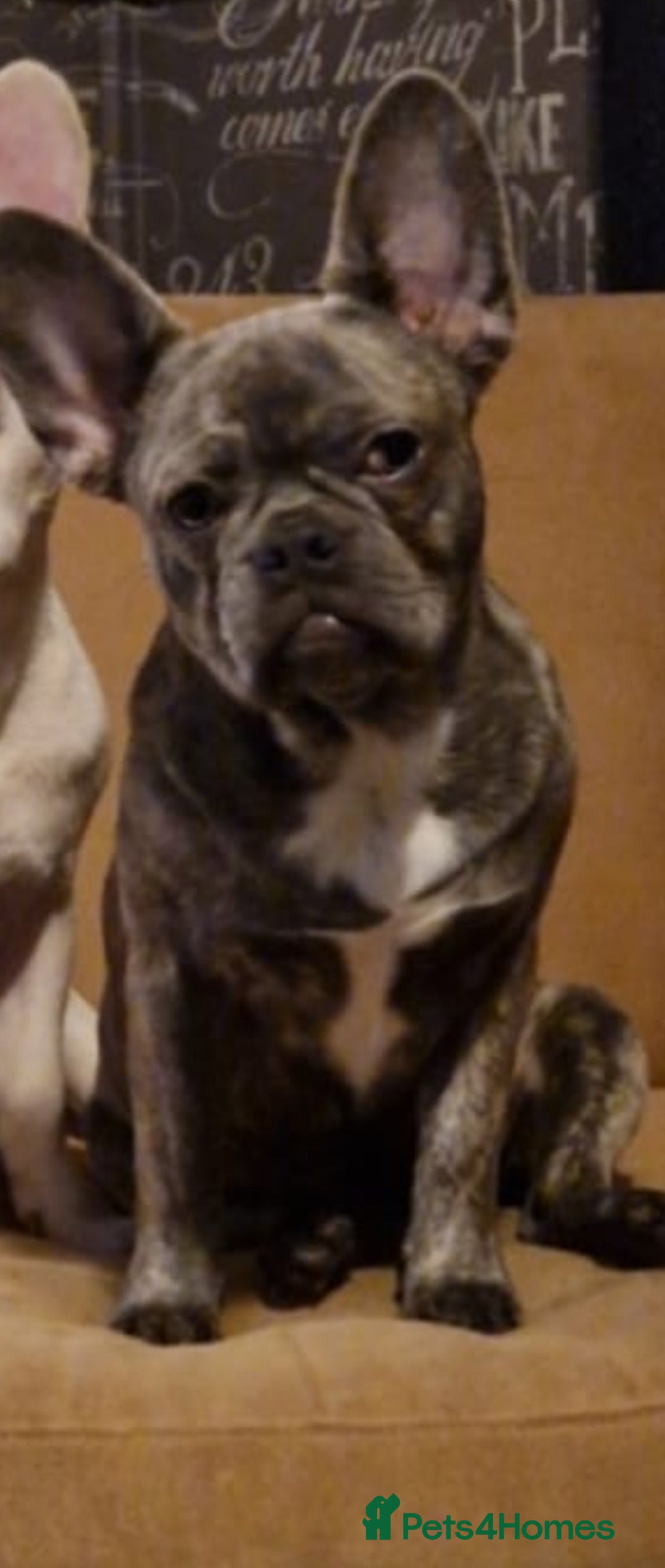 French Bulldog dogs for sale: French bulldog puppies ready to go - Image 5