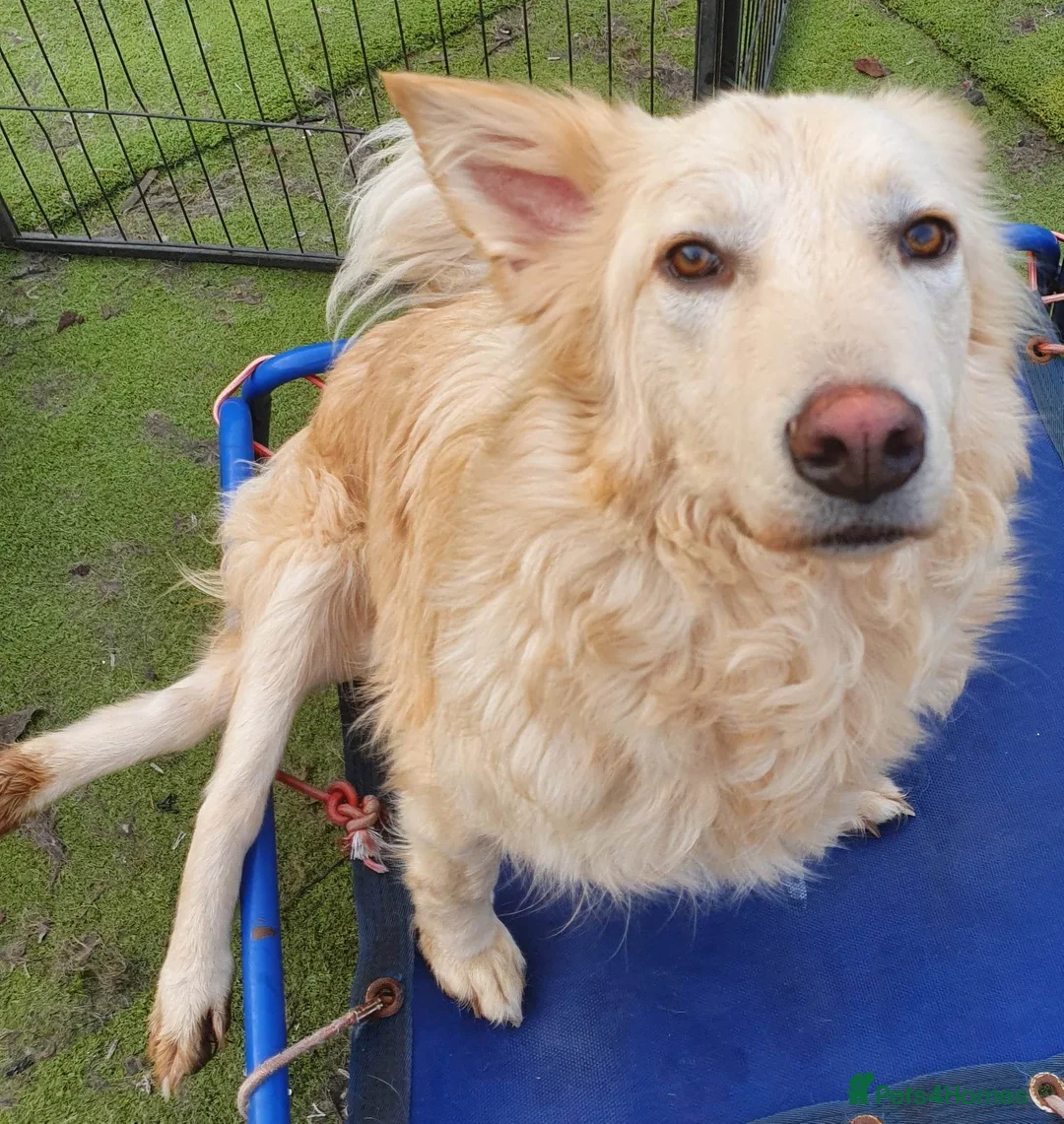 Mixed Breed dogs for adoption: Travis is looking for his perfect family x in Ayr - Advert 3