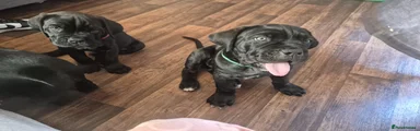 Green puppy