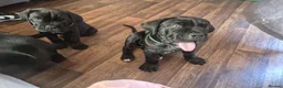 Cane Corso dogs for sale: CANE CORSO PUPPIES ready to leave/4 males - Advert 6