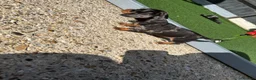 Dachshund dogs for sale: 4 beautiful boys  - Advert 18