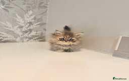 Munchkin cats for sale: 2 tiny legged rug hugger Persian munchkins - Image 8