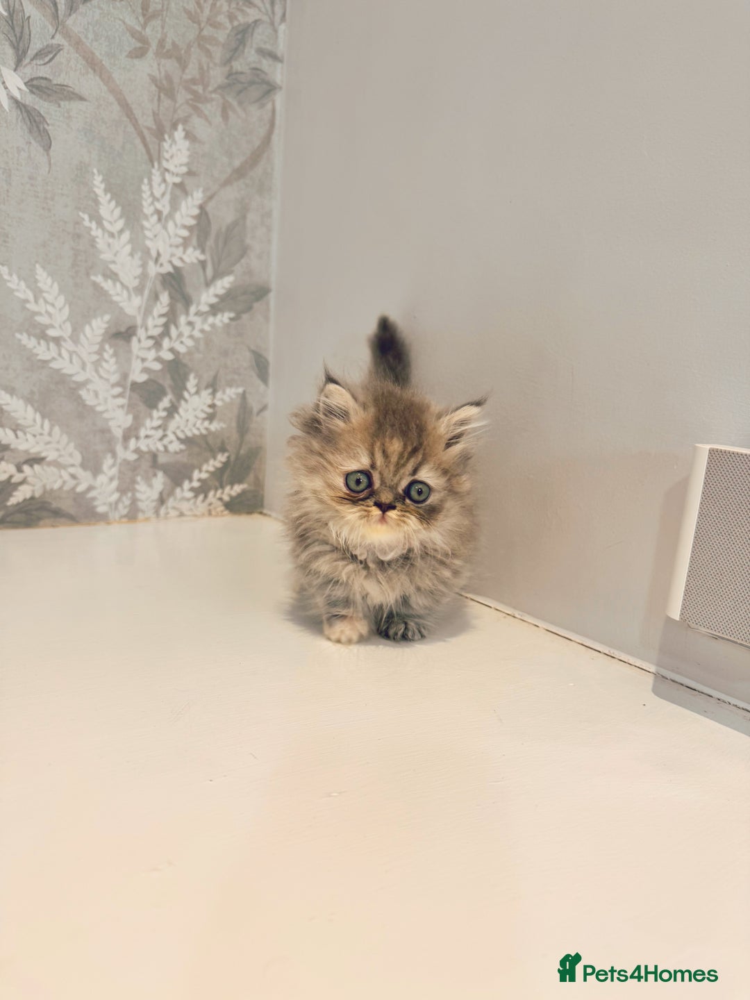 Munchkin cats for sale: 2 tiny legged rug hugger Persian munchkins - Image 8
