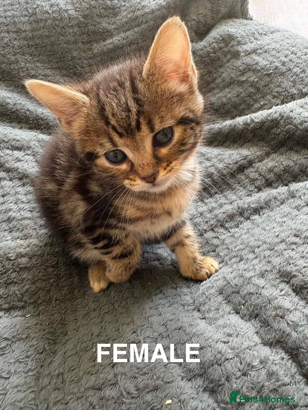 Mixed Breed cats for sale: Gorgeous kittens for sale - Advert 17