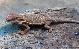 Bearded Dragon reptiles for sale: Bearded Dragons - stunning babies  - Image 4