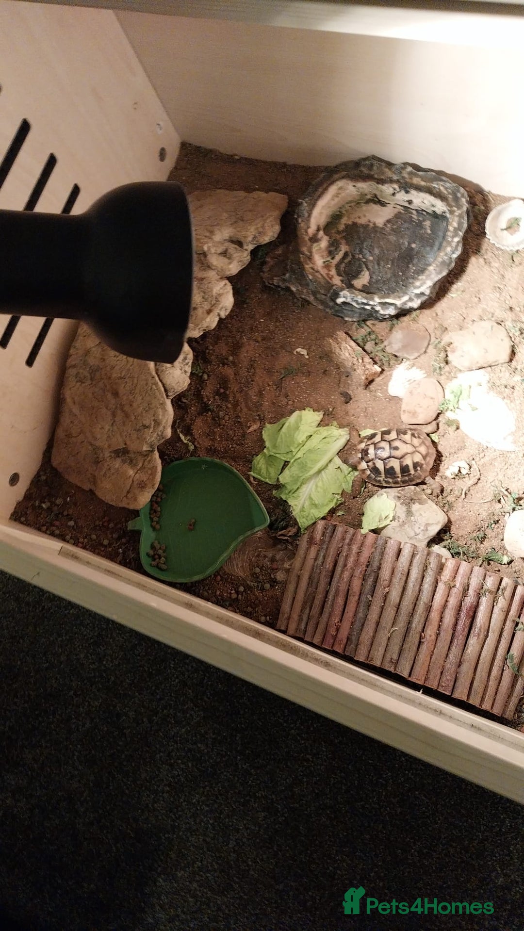 Tortoise reptiles for sale: Dwarf Hermann's tortoise - Image 2