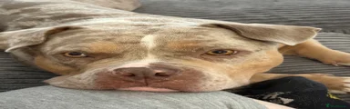 American Bully 1