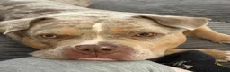 American Bully dogs for sale: Pocket Bully looking for loving home - Advert 1