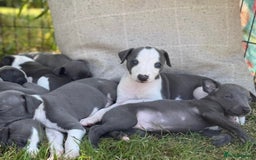 Whippet dogs for sale: Baby girl whippet puppy - Image 1