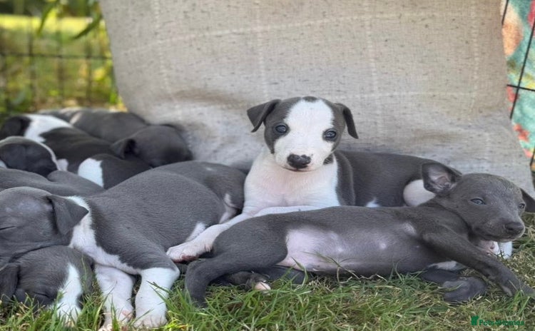 Whippet dogs - Advert 1