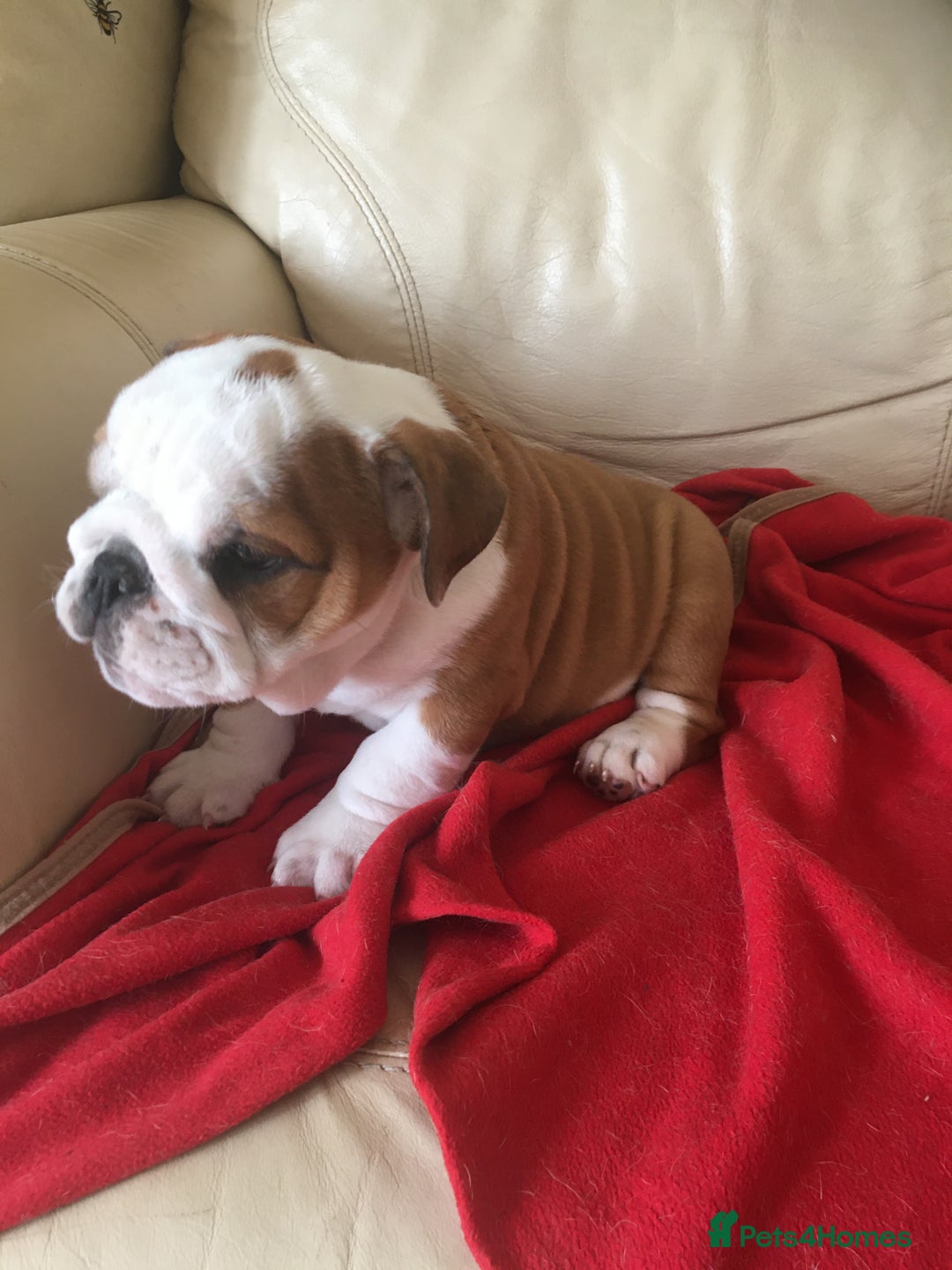 English Bulldog dogs for sale: Nine stunning bulldogs - Image 7