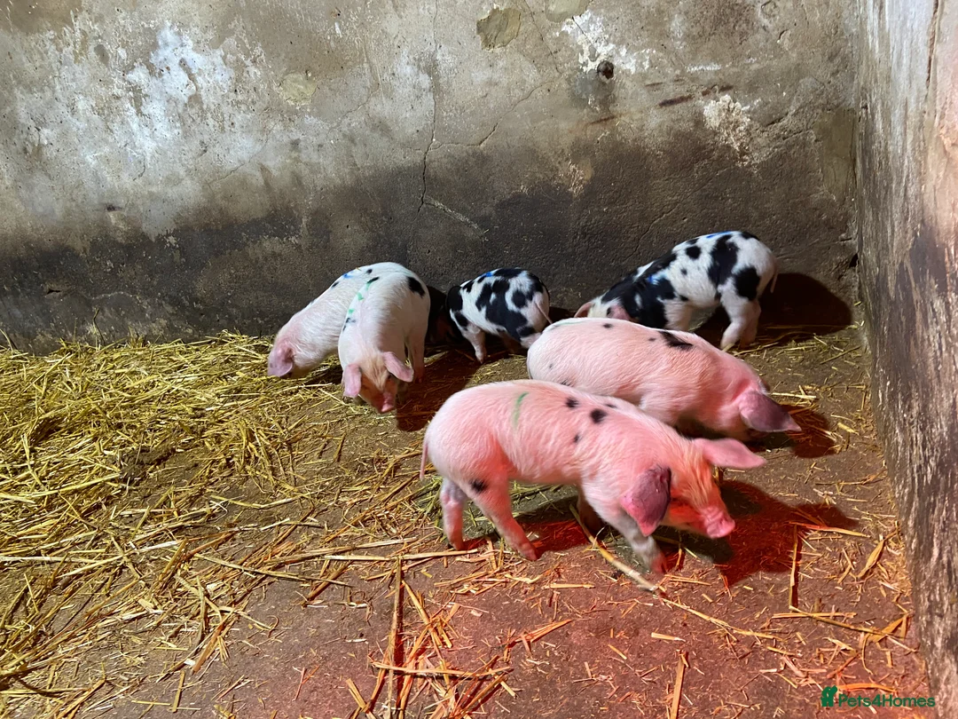 Pig livestock for sale: Gloucestershire Old Spot growing weaners  - Advert 7