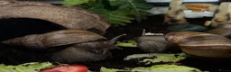 Snails invertebrates for sale: Giant African land snails in Swindon - Advert 3