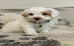 Coton De Tulear dogs for sale: Adorable Havaton puppies  - Image 11
