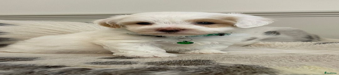 Coton De Tulear Puppy 1