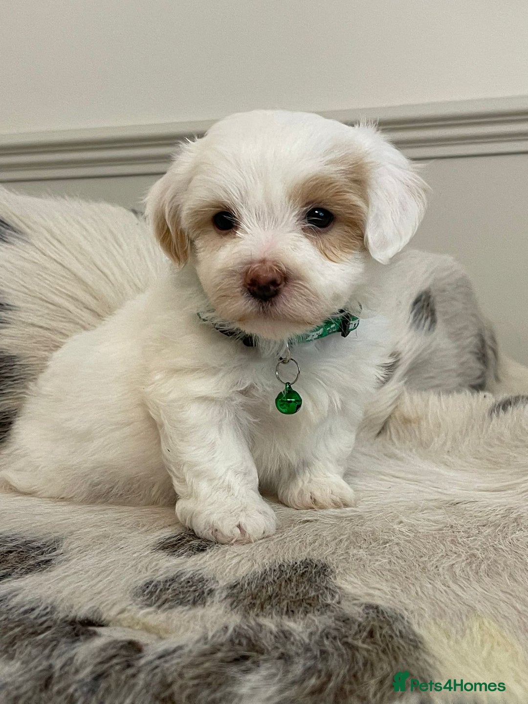 Coton De Tulear dogs for sale: Adorable Havaton puppies  - Image 11