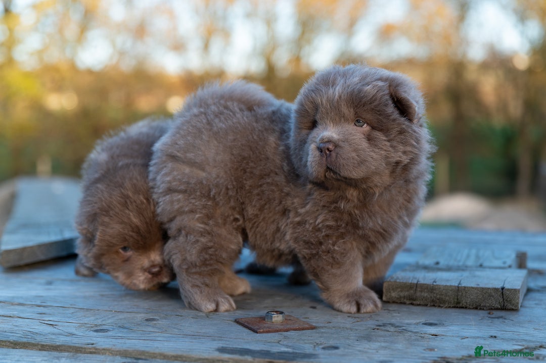 Chow Chow dogs for sale: Chow Chow Male Puppy Kc Reg - Advert 3