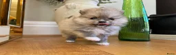 Pomeranian dogs for sale: Pomempire KC Pomeranian – Orange Teddy Bear Boy - Advert 19