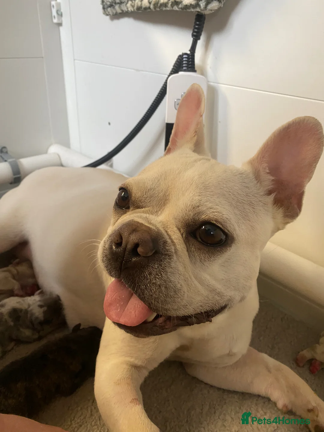 French Bulldog dogs for sale: Frenchies for sale  - Advert 2