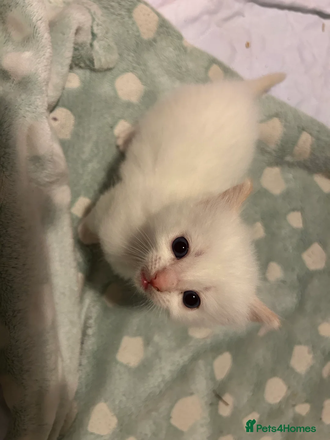 Mixed Breed cats for sale: Ragdoll x Tabbie kittens - Advert 4