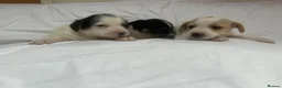Jack Russell dogs for sale: Miniature jack Russle puppies - Advert 10