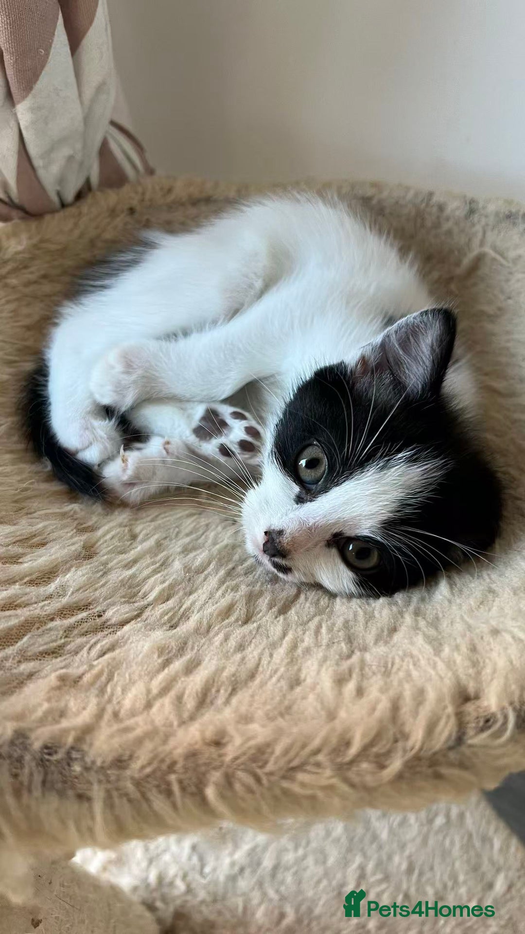 Mixed Breed cats for sale: Cute kittens and mom looking for a good home - Advert 8