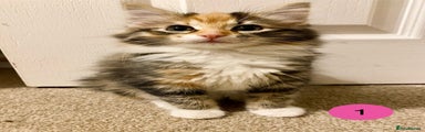 Kitten 1