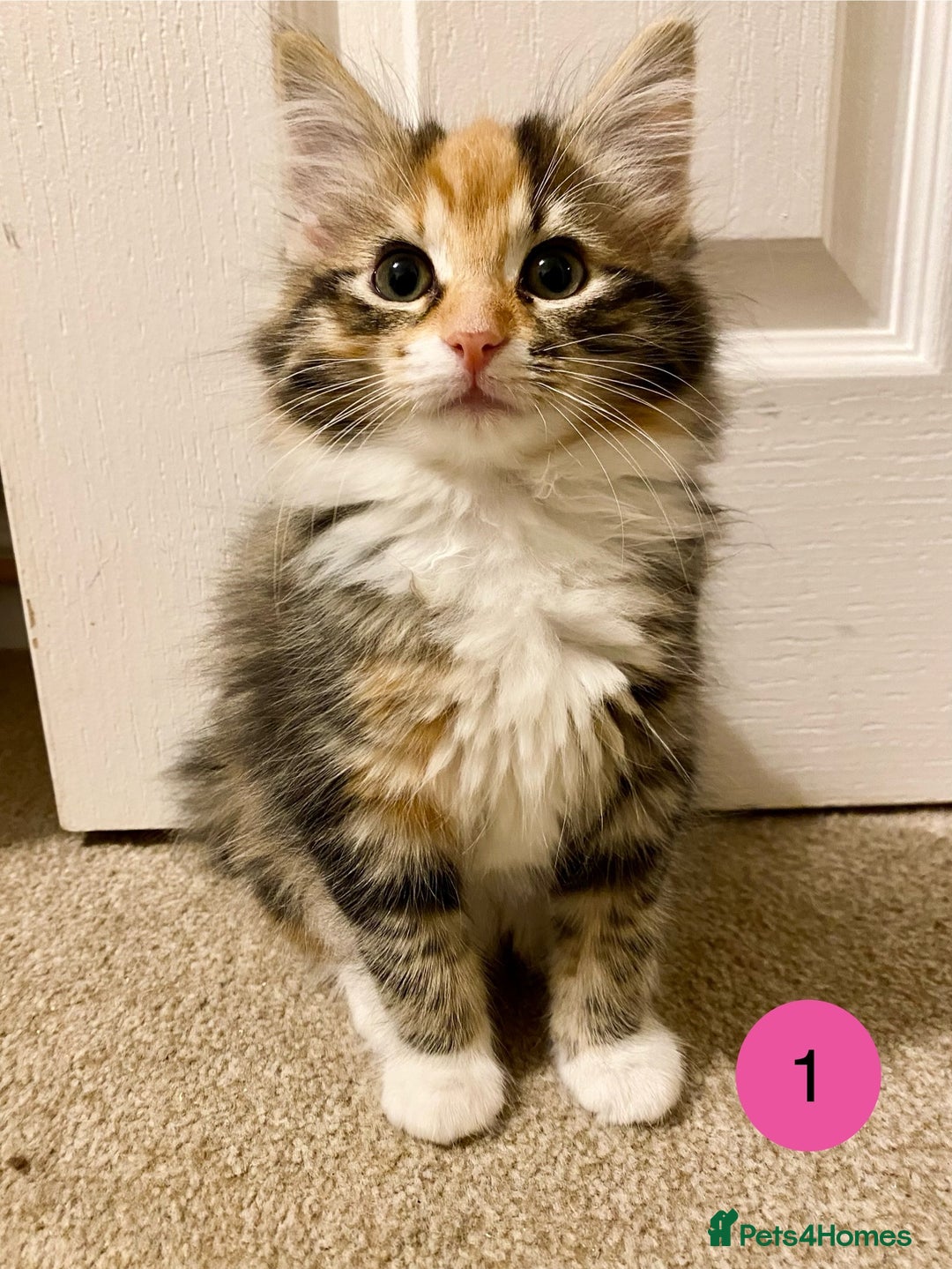 Domestic Shorthair cats for sale: Domestic Shorthair X Ragdoll Cross - Advert 1