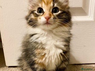 Domestic Shorthair cats Domestic Shorthair X Ragdoll Cross - Advert 3