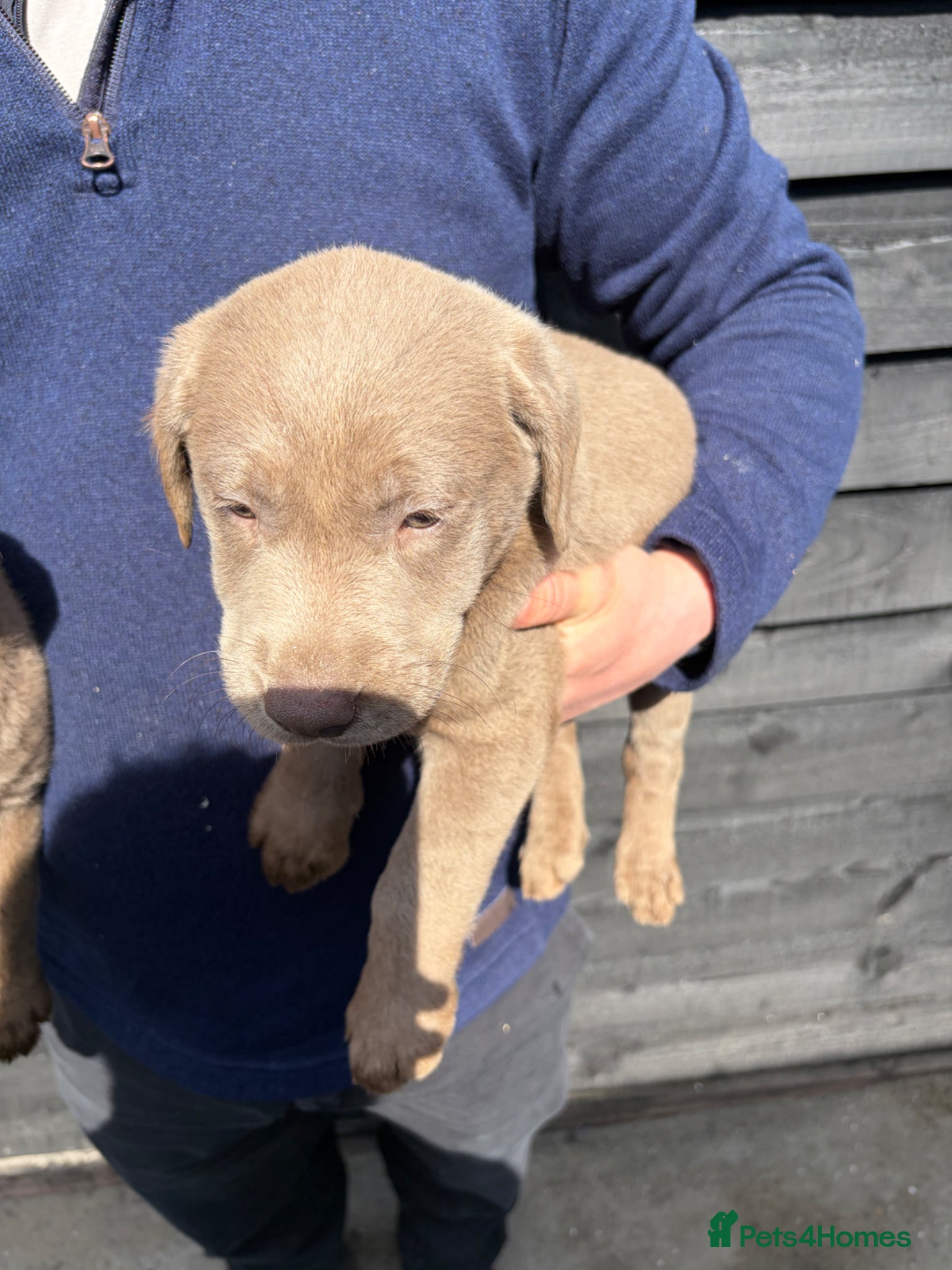 Labrador Retriever dogs Ready to leave Beautiful Silver Labrador Puppies - Advert 2