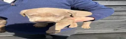 Labrador Retriever dogs for sale: Ready to leave Beautiful Silver Labrador Puppies - Advert 2