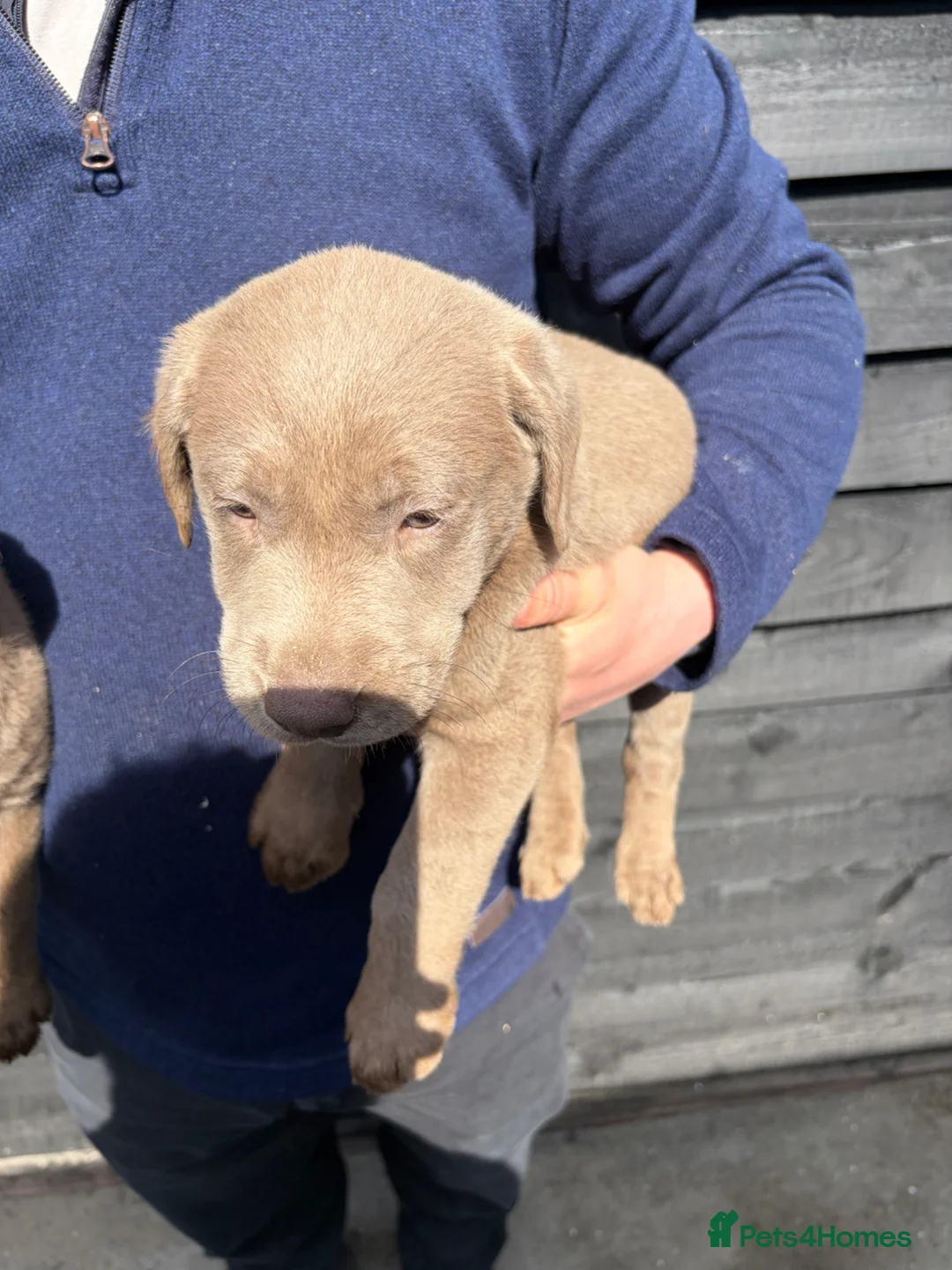 Labrador Retriever dogs for sale: Ready to leave Beautiful Silver Labrador Puppies - Advert 2