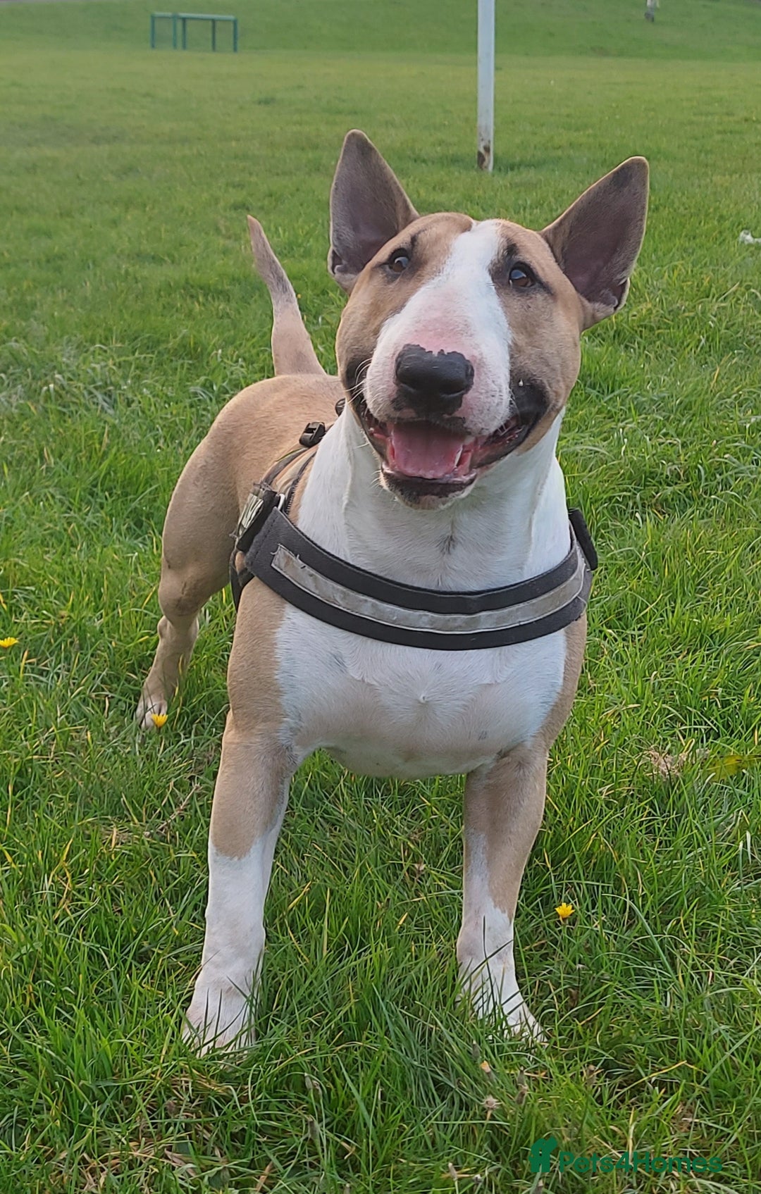 English Bull Terrier dogs for stud: Quality Kc Registered Red & White in Southampton - Advert 3