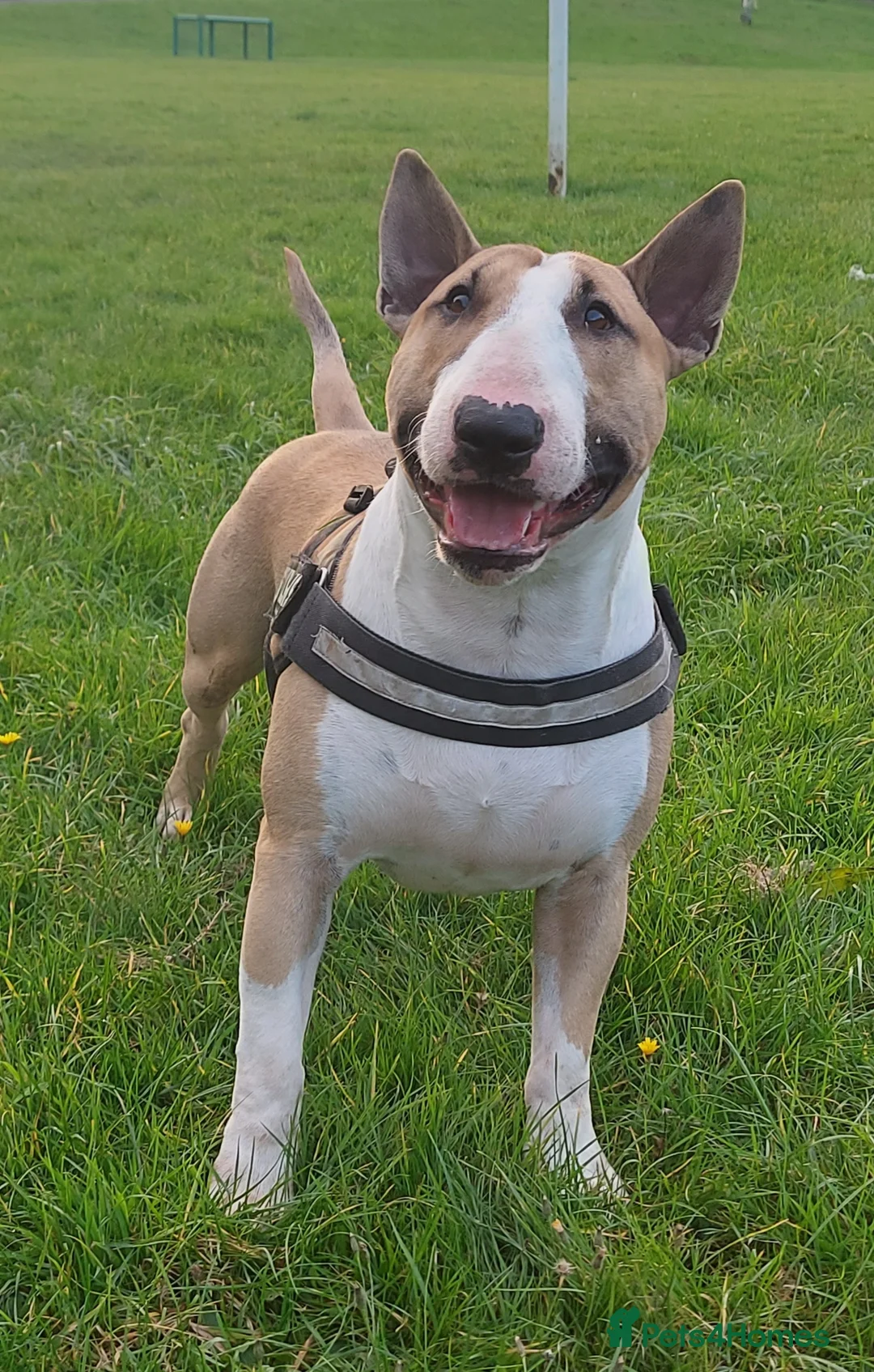 English Bull Terrier dogs for stud: Quality Kc Registered Red & White in Southampton - Advert 3