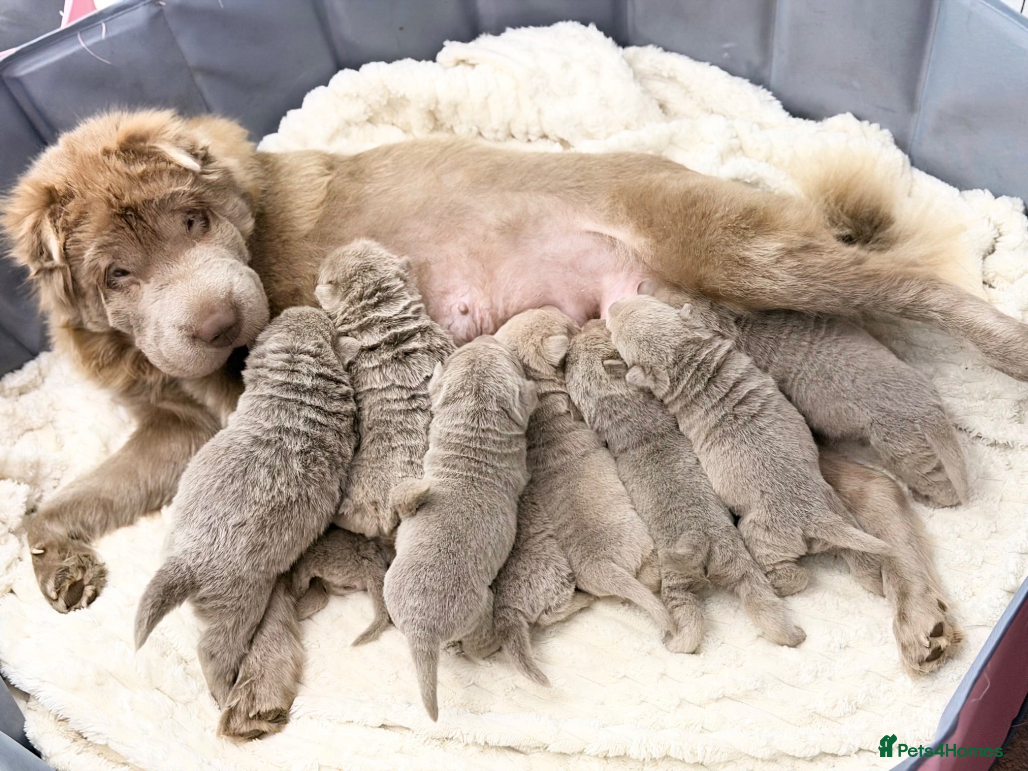 Shar Pei dogs Fifty Shades Of Lilac Sharpie Pups (5 Boys/3 Girl) - Advert 9