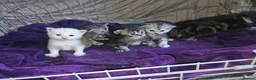 Mixed Breed cats for sale: Persian cross maincoon fluffy kittens  - Advert 8