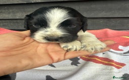 Cocker Spaniel dogs for sale: Cocker puppy 1 bitch left 3 boys  - Image 13