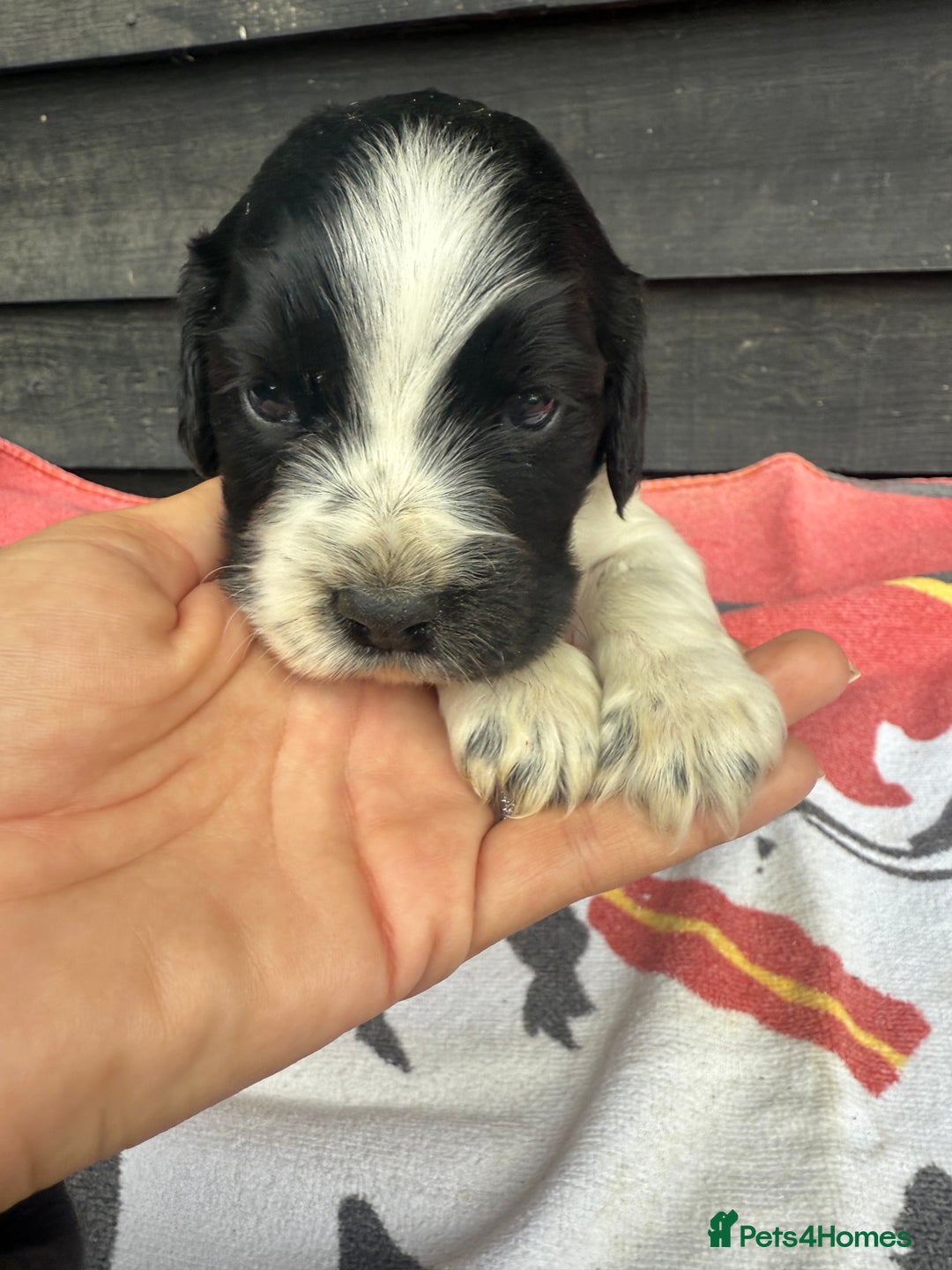 Cocker Spaniel dogs for sale: Cocker puppy 1 bitch left 3 boys  - Image 13