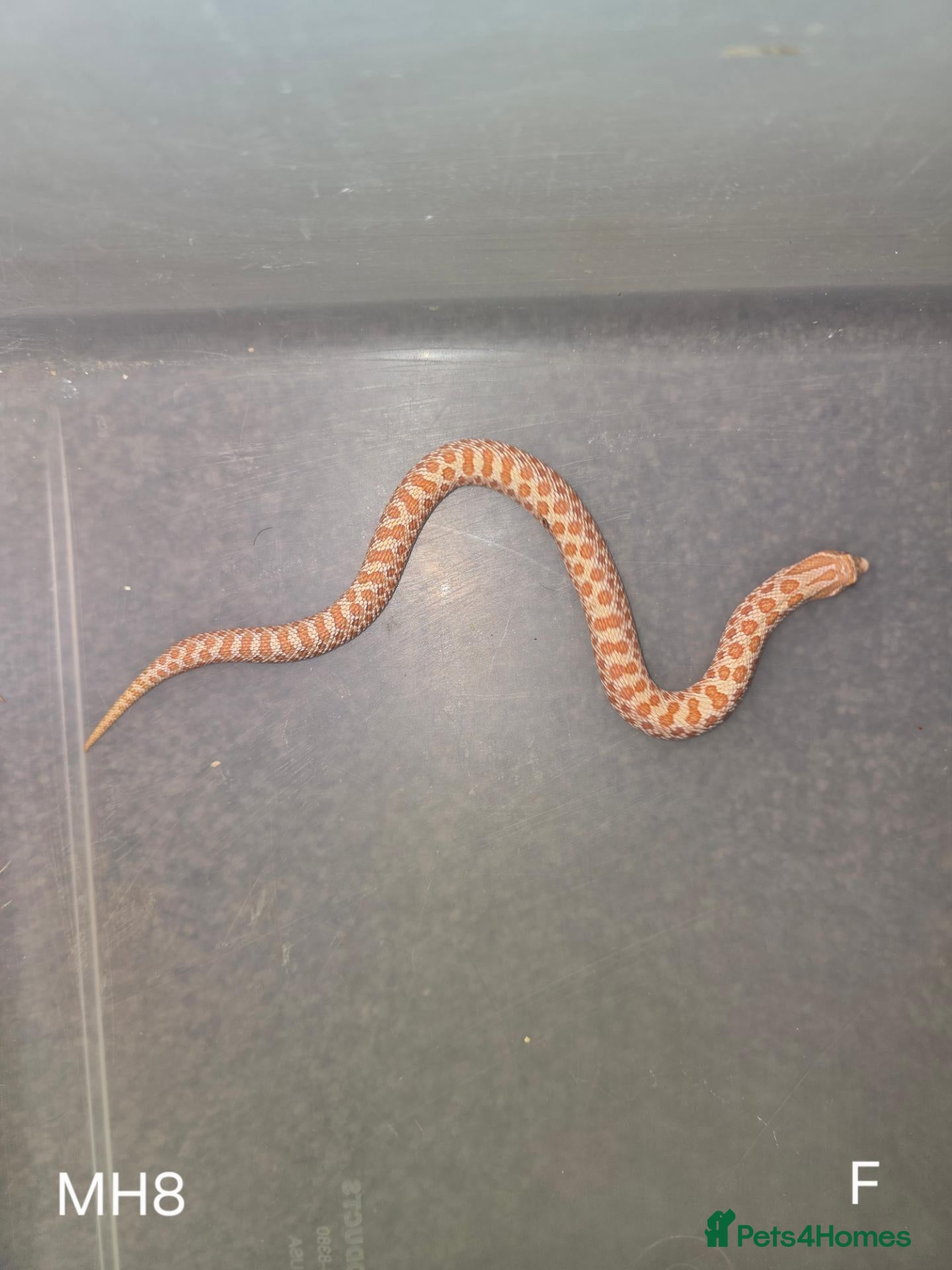 Snake reptiles Baby Hognoses - Advert 1