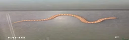 Snake reptiles for sale: Baby Hognoses in Wokingham - Advert 1