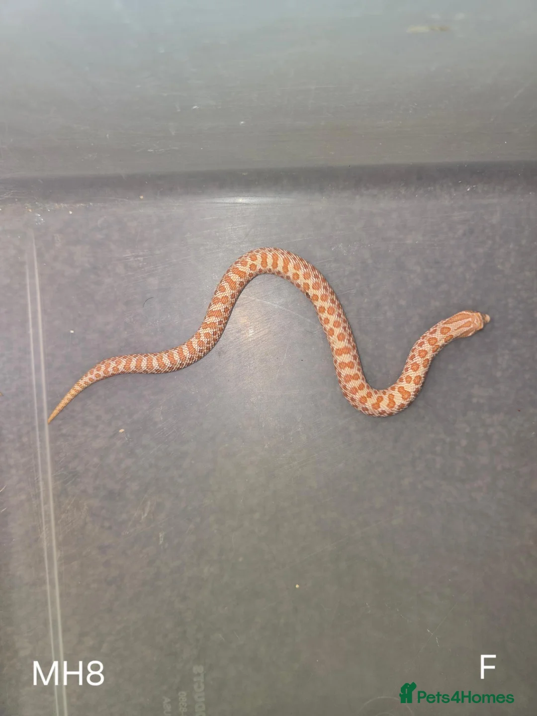 Snake reptiles for sale: Baby Hognoses in Wokingham - Advert 1