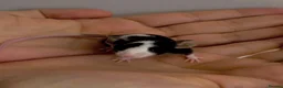 Mouse rodents for sale: Female mice ready soon in Rochester - Advert 4