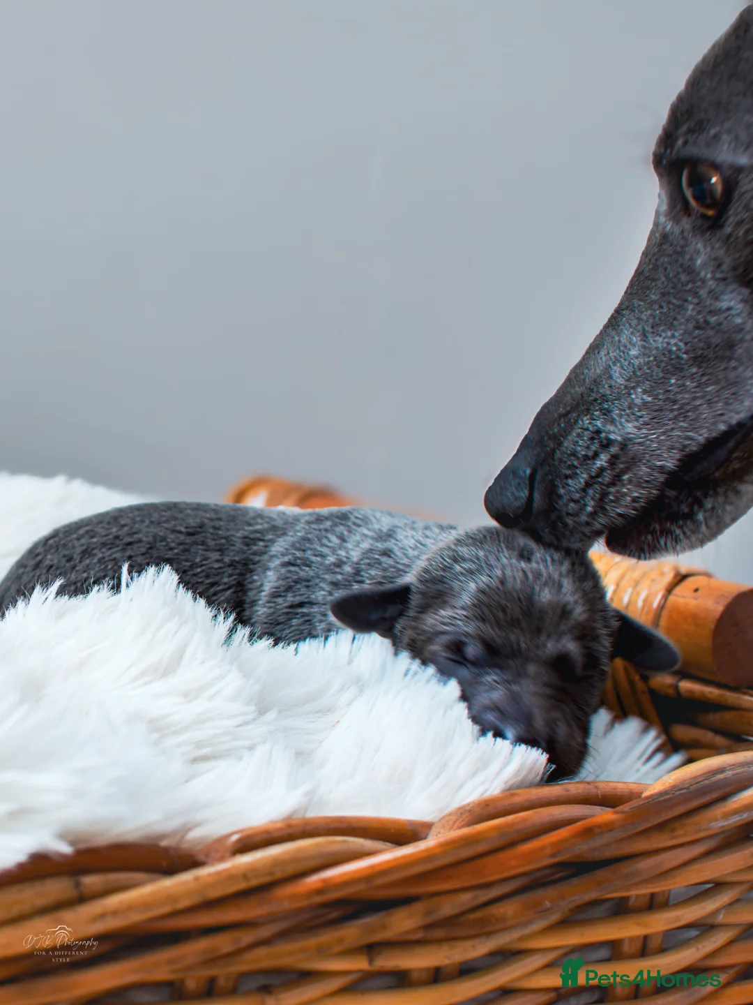 Whippet dogs for sale: KC Registered Blue Whippet Puppies  in Doncaster - Advert 1