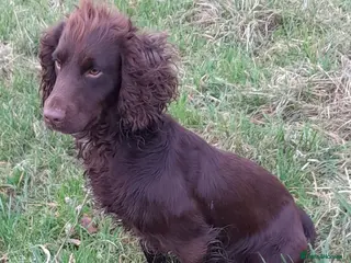 Cocker Spaniel dogs Health Tested Proven K C Registered FTCH x OFTW in Shaftesbury - Advert 2