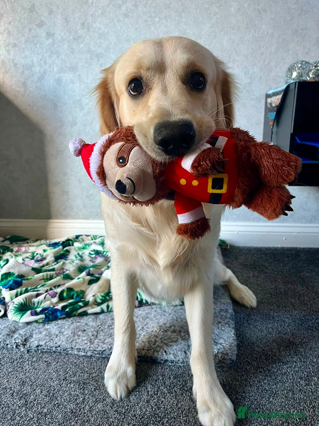 Golden Retriever dogs for sale: 2 year old golden retriever  in March - Advert 2
