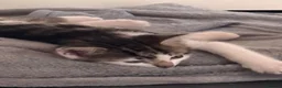 Mixed Breed cats for sale: 4 bouncy, happy kittens - Advert 38