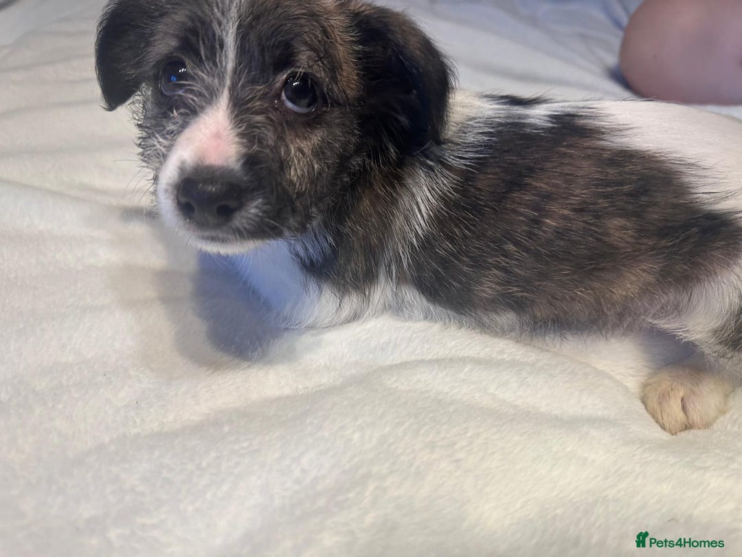 Mixed Breed dogs for sale: Italian Tzu puppies - Advert 3