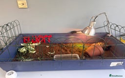 Tortoise reptiles for sale: Horsefield tortoise - Advert 2