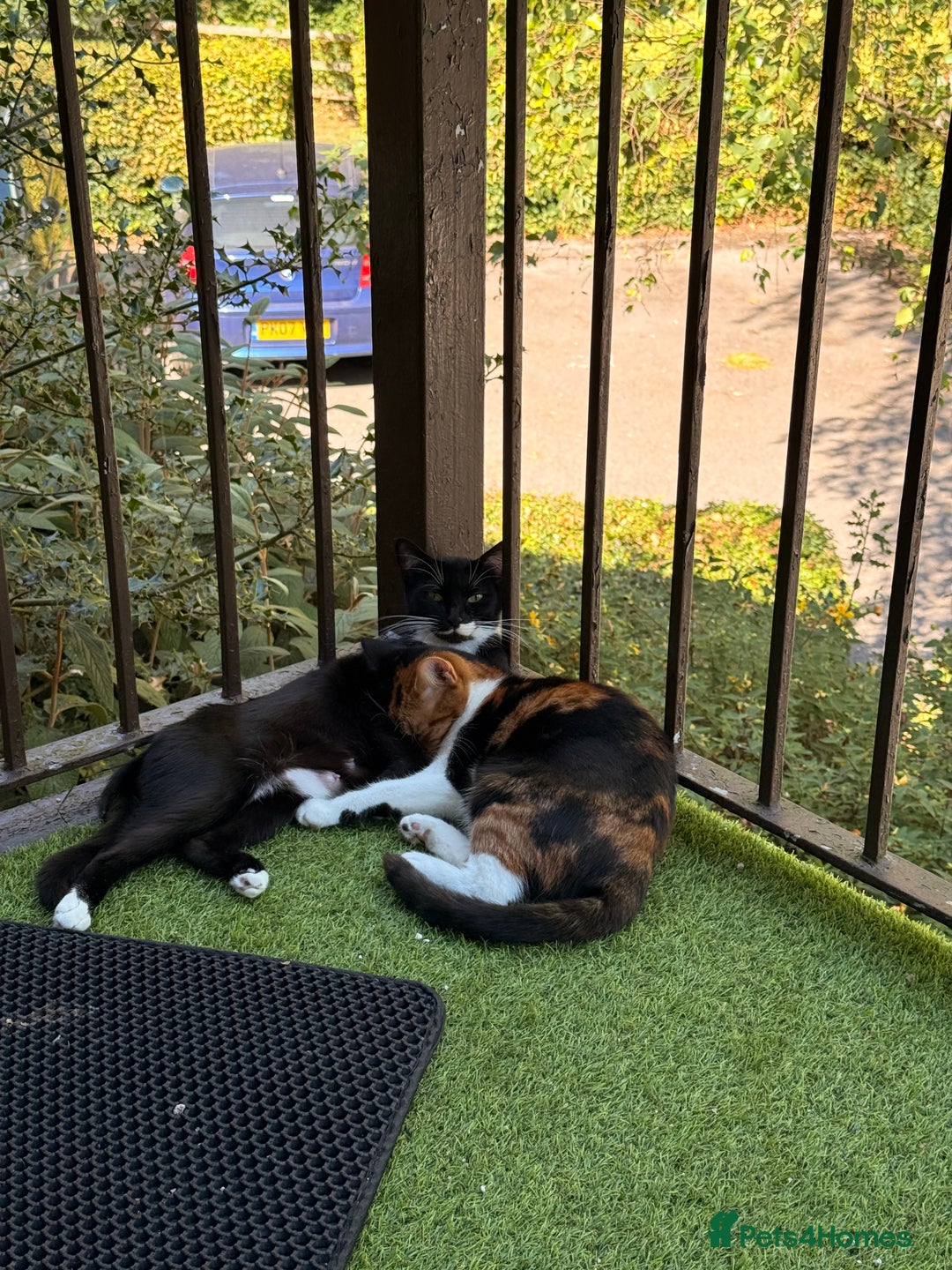 British Shorthair cats for sale: Midnight and Edith - Advert 1